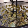 Wietideeën in 'The Marijuana Show' 