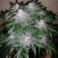 VOC: Toekomst Cannabis Social Clubs