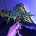 De beste anti-War on Drugs speech ooit
