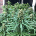 De beste anti-War on Drugs speech ooit