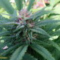 1.600 Italianen krijgen 5 gram home-grown mediwiet