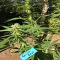 Vette trailer! Snoop & Wiz <i>on the high road</i>