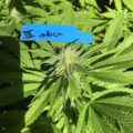 VOC: Toekomst Cannabis Social Clubs