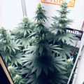 Grootste cannabis & kankeronderzoek ooit