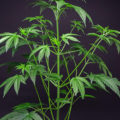 De beste anti-War on Drugs speech ooit