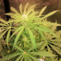 De 11 leukste stoner-videogames