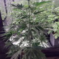 De beste anti-War on Drugs speech ooit