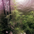 VOC: Toekomst Cannabis Social Clubs