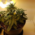 De beste anti-War on Drugs speech ooit