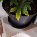 VOC: Toekomst Cannabis Social Clubs