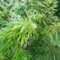 De beste anti-War on Drugs speech ooit