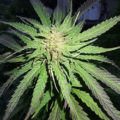 De beste anti-War on Drugs speech ooit