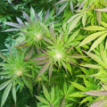 Video: Wat cannabis met creativiteit doet
