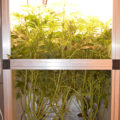 De onzin van het 'luie stoner' stereotype