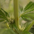 De 11 leukste stoner-videogames