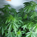 Steentijd Stoners - Hoe onze voorouders high werden (part I)