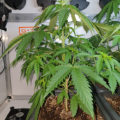 Wietideeën in 'The Marijuana Show' 