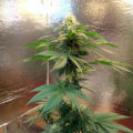 VOC: Toekomst Cannabis Social Clubs