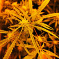 De beste anti-War on Drugs speech ooit