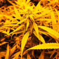 Alain Bollen - Het gedrocht van de Belgische wet inzake cannabis