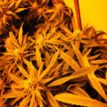 De beste anti-War on Drugs speech ooit
