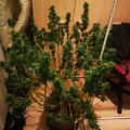 Raad het marihuanading!