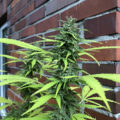 De beste anti-War on Drugs speech ooit