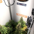 Video: Wat cannabis met creativiteit doet