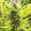 De onzin van het 'luie stoner' stereotype