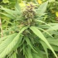 Alain Bollen - Het gedrocht van de Belgische wet inzake cannabis