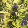 De onzin van het 'luie stoner' stereotype