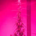 Alain Bollen - Het gedrocht van de Belgische wet inzake cannabis