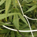 Zalige cannabis Kerst met de sterren ;-)