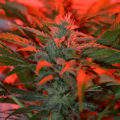 De beste anti-War on Drugs speech ooit