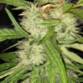 Doe jezelf een lol en hotbox je hoofd
