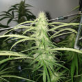 Doe jezelf een lol en hotbox je hoofd