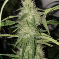 Steentijd Stoners - Hoe onze voorouders high werden (part I)