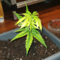 1.600 Italianen krijgen 5 gram home-grown mediwiet