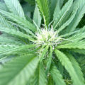 Vette trailer! Snoop & Wiz <i>on the high road</i>