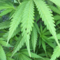 De 11 leukste stoner-videogames