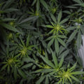 De 11 leukste stoner-videogames