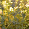 De 11 leukste stoner-videogames
