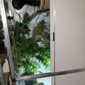 Doe jezelf een lol en hotbox je hoofd