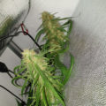 Vette trailer! Snoop & Wiz <i>on the high road</i>