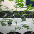 Grootste cannabis & kankeronderzoek ooit