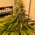 Wietideeën in 'The Marijuana Show' 
