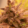 6 x waarom cannabis helpt bij migraine!