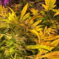 Zo stoned als Cheech & Chong