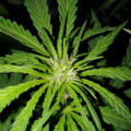 De beste anti-War on Drugs speech ooit
