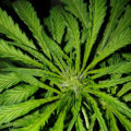 De beste anti-War on Drugs speech ooit